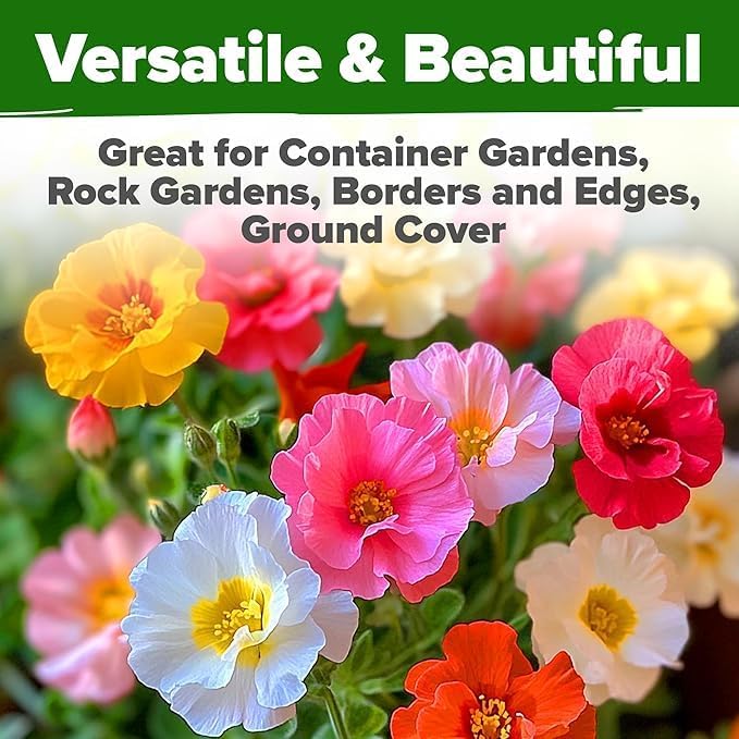 HOME GROWN 47000+ Moss Rose Seeds (Bulk Pack) Annual Flower for Ground Cover - Heirloom Non-GMO Portulaca Seeds for Planting Outdoors - Great for Low-Maintenance Gardens (Portulaca grandiflora)