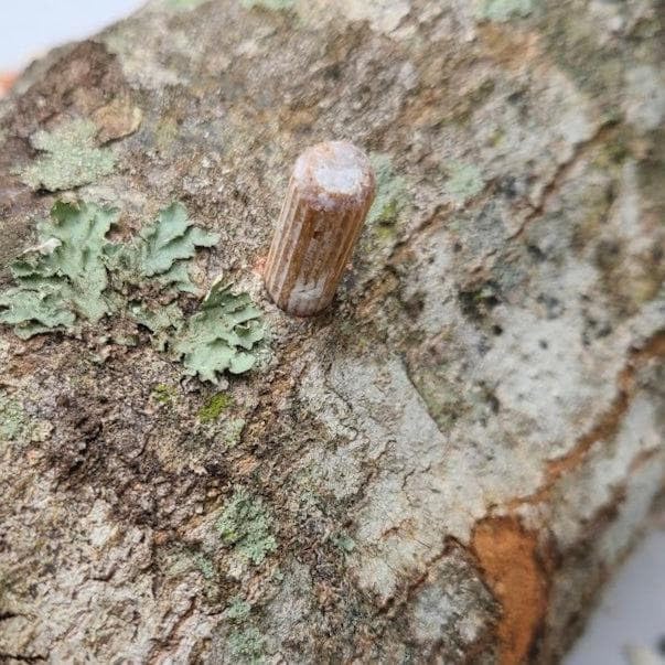 North Spore Organic Italian Oyster (500 ct) Mushroom Plugs for Logs | Premium Quality Mushroom Plug Spawn | Handmade in Maine, USA | Grow Gourmet Mushrooms Outdoors on Logs