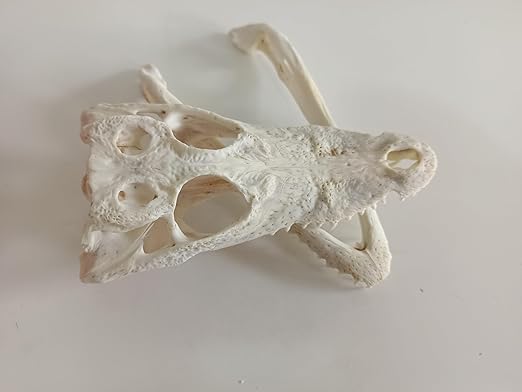 Animal Specimen Real Animal Skull Specimen Taxidermy Cleaned Skull Collection Fox, cat, Mink, Crocodile, Dog, Raccoon, Snake, Rabbit, Goat ，Muskrat，Nutria，Fox's paw (3pcs,4inch Crocodile)