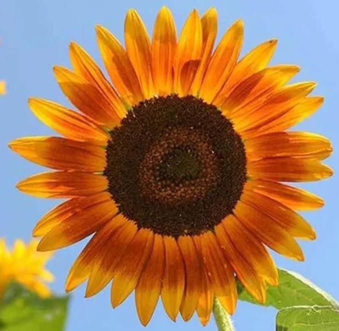 Sunflower Seeds for Planting - Heirloom Non-GMO Red Sun Sunflower Seeds to Plant & Grow Home Outdoor Garden - Great Gardening Gift, 4 Ounces