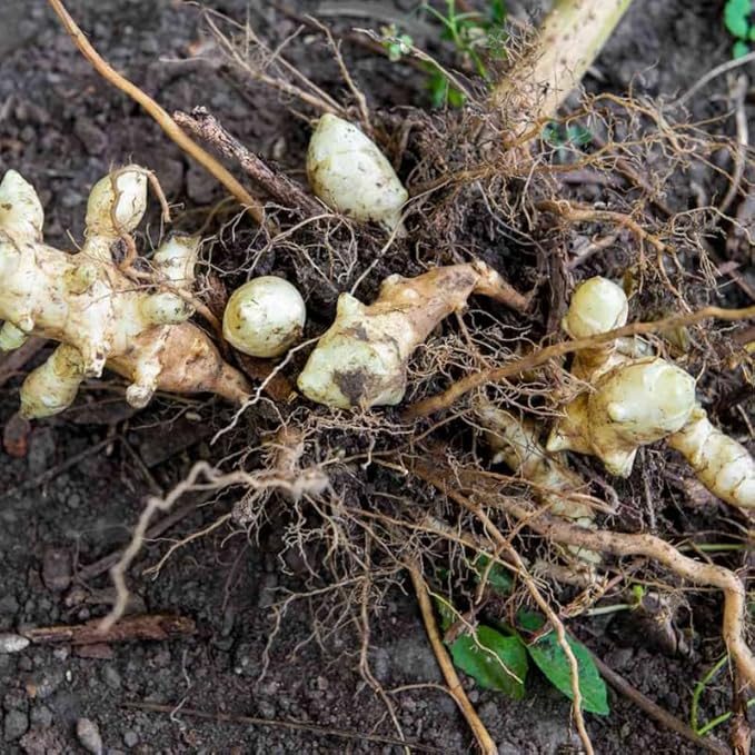 5Pcs Jerualem Artichoke Tubers for Planting Your Garden, Sunroots Sunchokes Tubers for Planting, Fresh Jerusalem Artichoke Roots