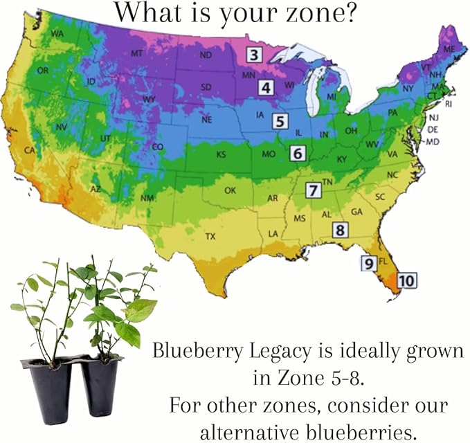 Pink Lemonade Blueberry (Legacy)