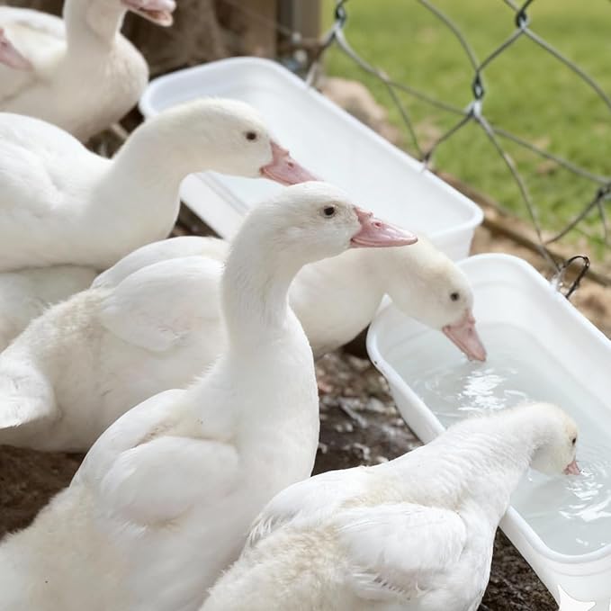 6 Pack Goat Feeder Hanging Chicken Waterer Feeder Trough, Fence Feeders with Clips for Poultry Livestock, White