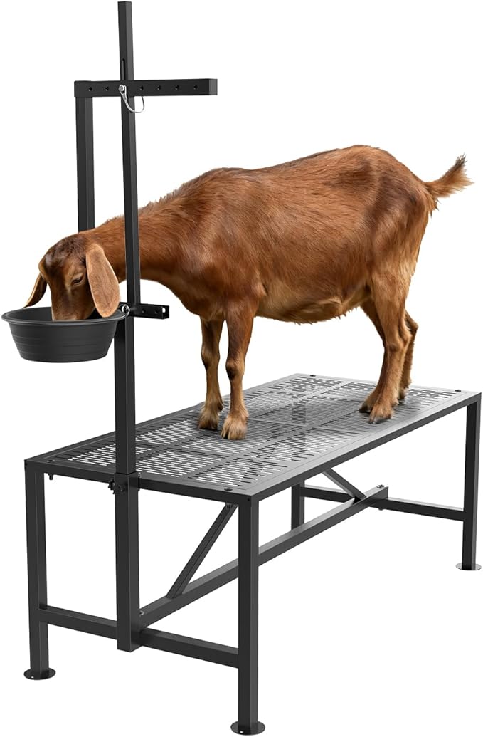Upgrade Goat Milk Stand with Feed Bin, 600lbs Goat Stand for Grooming & Hoof Trimming, 1mm Thick Platform & Anti-Slip Design, Goat Grooming Stand with Firm Head Lock and Adjustable Head