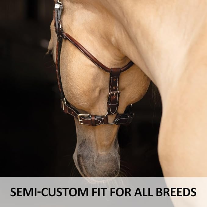 Schneiders Sunburst Ranch Western Show Halter for Horses | Hand-Tooled Leather | Semi-Custom Fit | Silver-Plated Hardware | Elegant Ranch Class Design