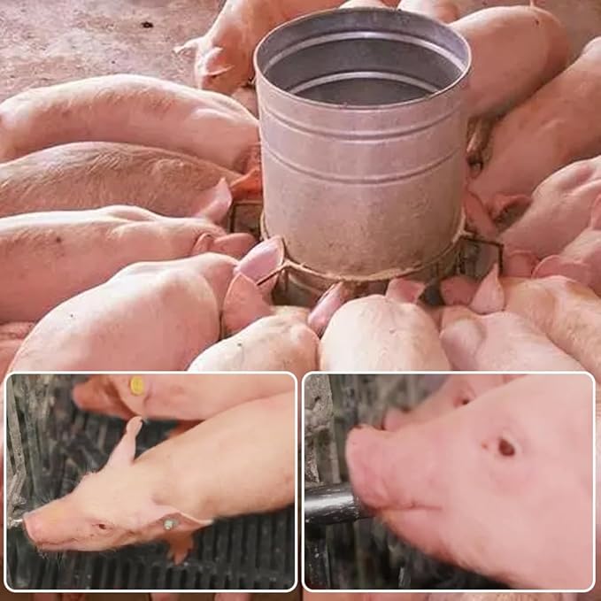 Joywayus 5PCS 1/2 Stainless Steel Automatic Pig Nipple Water Drinker Feeder Waterer + 5PCS 1/2 Female to 3/4 Male Brass Water Tank Connector Bulkhead Fitting Kit for Sows Piglets Drinking