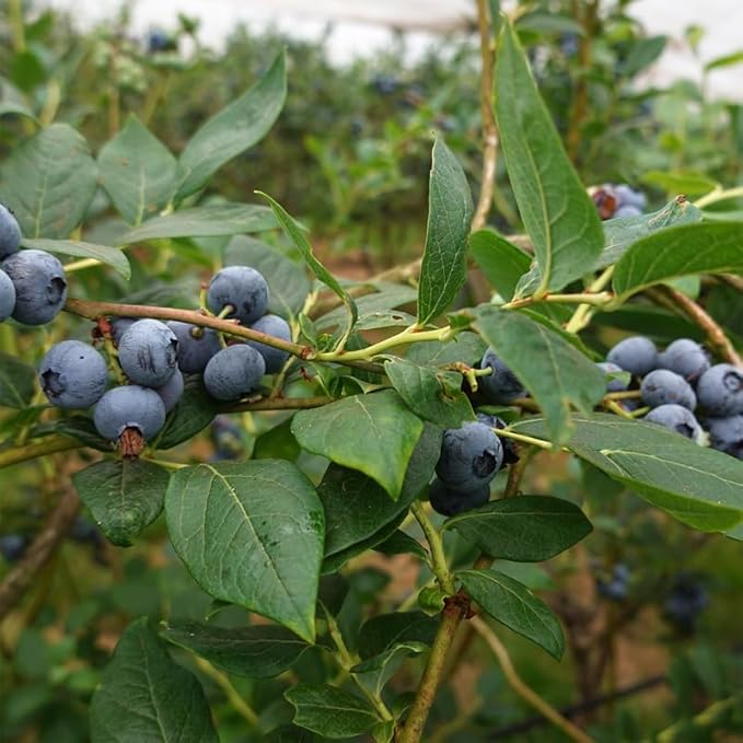 Pink Lemonade Blueberry (Jewel)