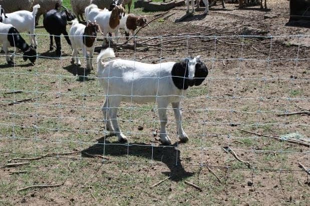 Starkline All-Purpose Electric Utility Netting (35" x 82') Electric Fence for Goats, Sheep, Gardens, Beehives, Dogs, and More for Backyards, Homesteads, Farms and Ranches