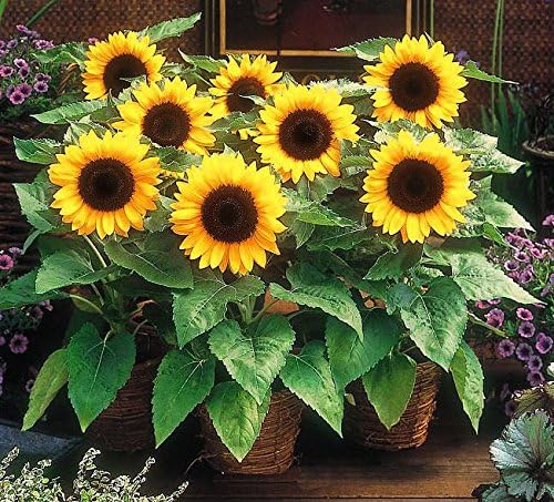 Dirt Goddess Super Seeds ~ Dwarf Sunspot Sunflower Seeds (1 Lb) 3,500 Seeds Non GMO