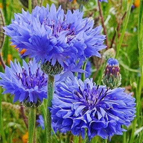 Non GMO Bulk Cornflower/Bachelor Button Flower Seeds - Tall Blue Centaurea cyanus (1/2 Lb)
