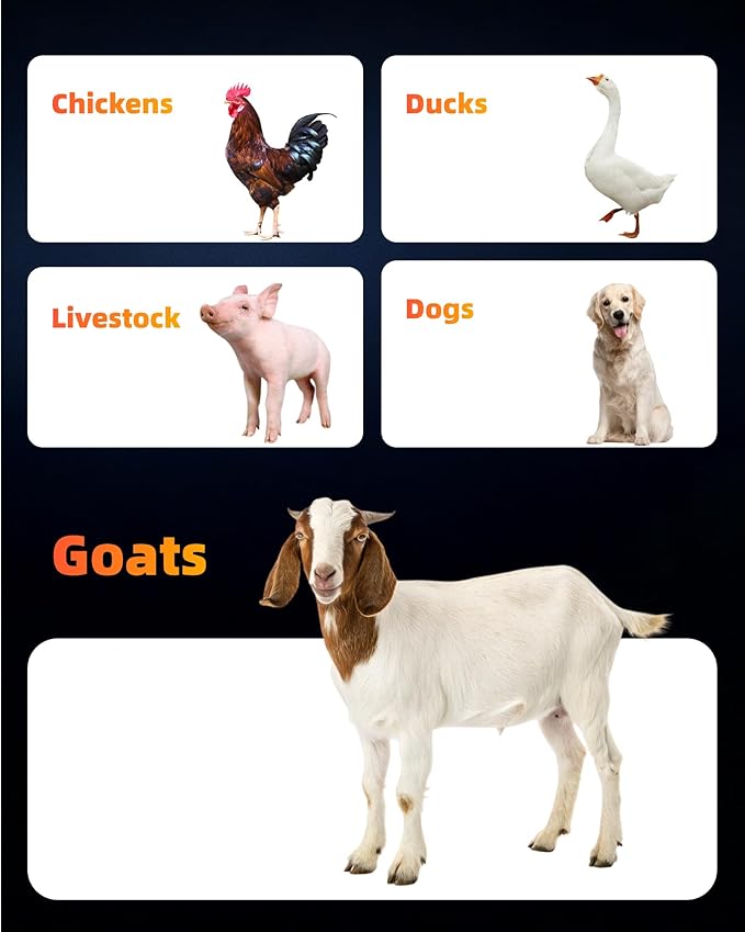 6 Pack Hanging Goat Feeder & Duck Feed Trough, 5 Qt Fence Mounted Livestock Manger – Heavy Duty Plastic Mineral Bucket & Waterer for Sheep, Piglets, Deer & Poultry.