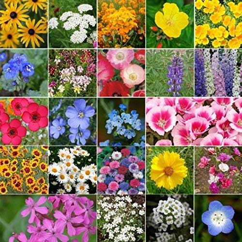 Dirt Goddess Super Seeds~ California Wildflower Seed Mix (1/4 Lb) 211,000 Seeds