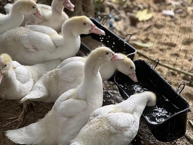 2 Pack Duck Chicken Feeder | Hanging Fence Feed Trough | Goose Turkey Water Trough with Clips | Livestock Feeding Container | Poultry Bucket | 5 Quarts in Total| Green