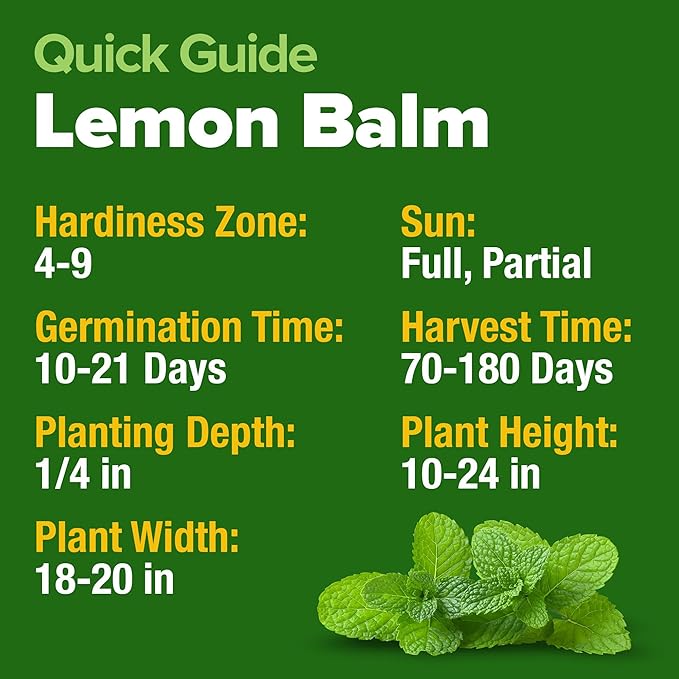 HOME GROWN Lemon Balm Seeds– 806 Non GMO Heirloom Seeds for Planting – Melissa officinalis Herb for Tea, Garden, Indoor or Outdoor Growing–Plant for Pots, Beds & Hydroponics(Melissa officinalis)