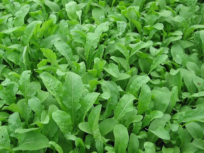 Bulk Organic Arugula Seeds (10 lb)