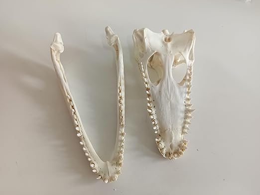 Animal Specimen Real Animal Skull Specimen Taxidermy Cleaned Skull Collection Fox, cat, Mink, Crocodile, Dog, Raccoon, Snake, Rabbit, Goat ，Muskrat，Nutria，Fox's paw (2pcs,4inch Crocodile)