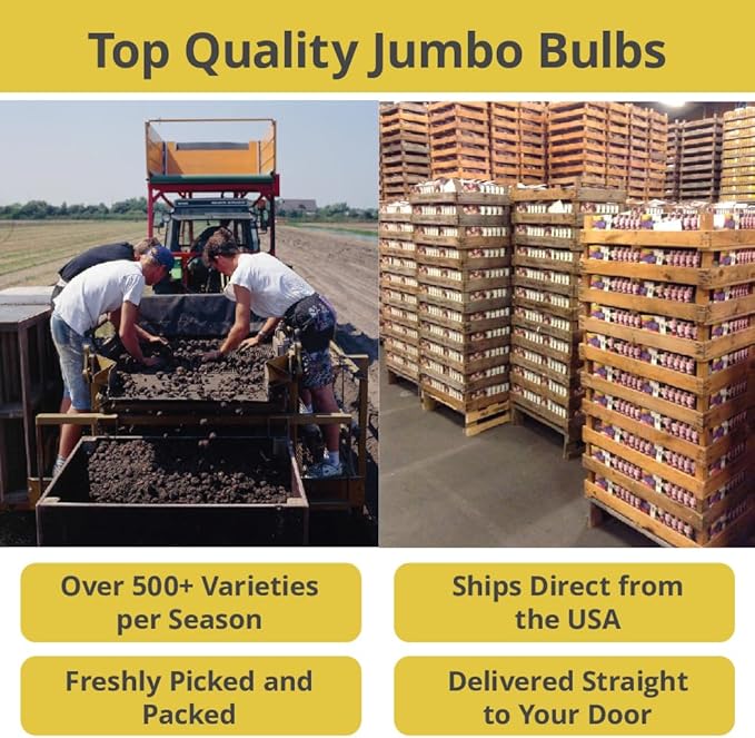 Mixed Triumph Tulip - 50 bulbs