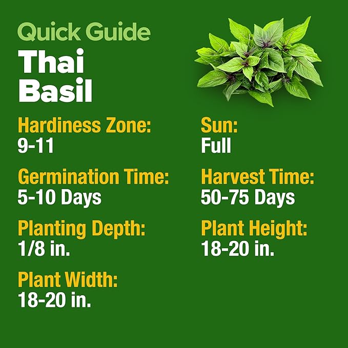 HOME GROWN Thai Basil Seeds Pack - 876 High Germination Heirloom Herb Seeds for Planting,Ideal for Growing Fresh Basil Planting Indoor or Outdoor(Ocimum basilicum VAR.thyrsiflora)