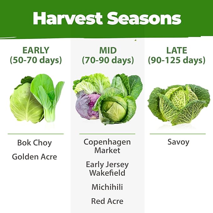 HOME GROWN 7 Cabbage Seeds for Planting - 2000+ Heirloom Seeds - Golden Acre,BokChoy,Savoy,Michihili, Red Acre, Copenhagen Market,Jersey Wakefield - Vegetable Seeds for Planting