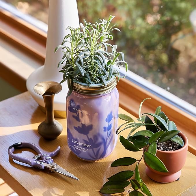 Modern Sprout Mason Garden Jar + Replant Kit - Self-Watering Hydroponics Growing System Kit w/Organic Herb Seeds - Jar Planter for Indoor Herb Garden - Seed Starter - Home Decor Gifting - Lavender