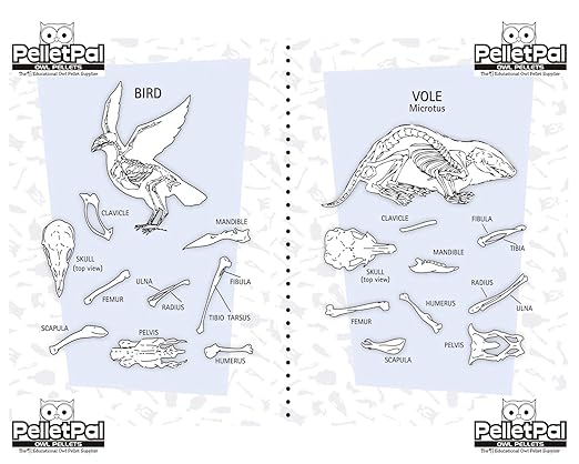 Premium Barn Owl Pellets, Small: 1.25"-1.5" (Pack of 5) - Free Bone ID Chart, 5 Forceps, 5 Paddle Picks, and Teaching Guide Included!