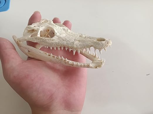 Animal Specimen Real Animal Skull Specimen Taxidermy Cleaned Skull Collection Fox, cat, Mink, Crocodile, Dog, Raccoon, Snake, Rabbit, Goat ，Muskrat，Nutria，Fox's paw (2pcs,4inch Crocodile)