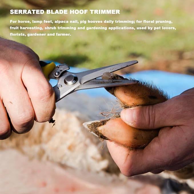 Farrier Tools,8 inch Farrier Tool Kits （6 Piece） Goat Hoof Trimmers Mini Rasp Hoof File Goat Pig Equine Metal Shears Professional Farriers Hoof Nipper Cutter Handle Knife Goat Supplies