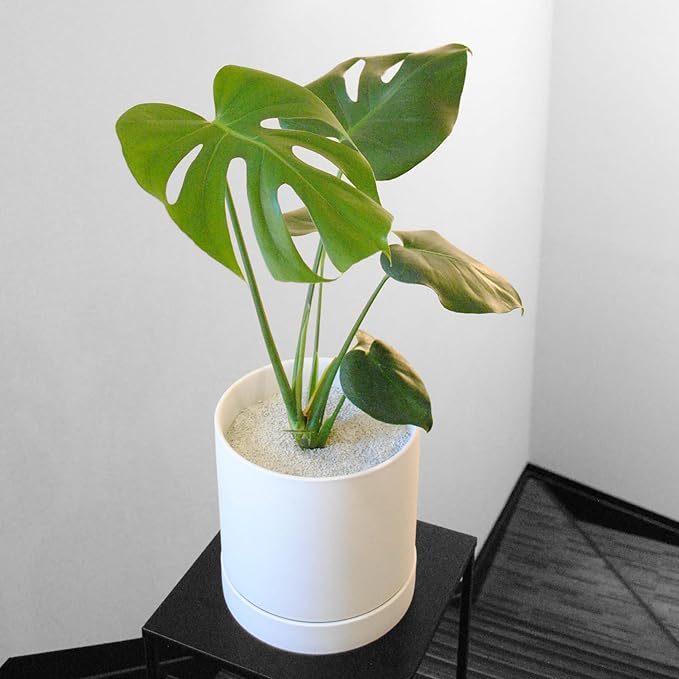 LA TERRA Soil for Foliage Plants, 2L (Medium Grain) Made in Japan – Nutrient-Enriched, Clean, No Mess, Reusable-Crystal Grain