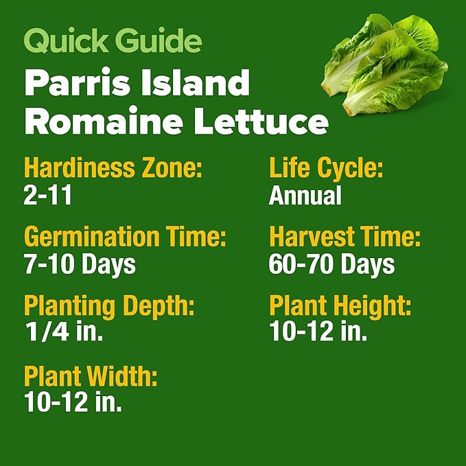 HOME GROWN Romaine Lettuce Seeds, Paris Island Bulk Pack, 7000+ Lettuce Seeds for Planting, High Germination Heirloom Vegetable Seeds,Works Indoor in Hydroponic Garden and Outdoor