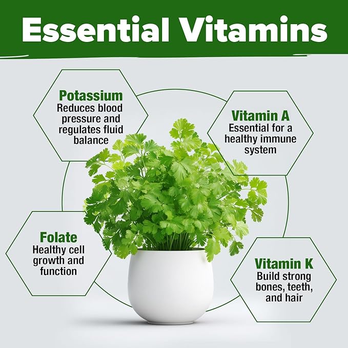 HOME GROWN Cilantro Seeds 250 Calypso & 250 Santo Cilantro for Planting Indoors, Hydroponics or Aerogarden - Heirloom, Non-GMO, Santo Plant, for Your Indoor Herb Garden (Coriandrum sativum)