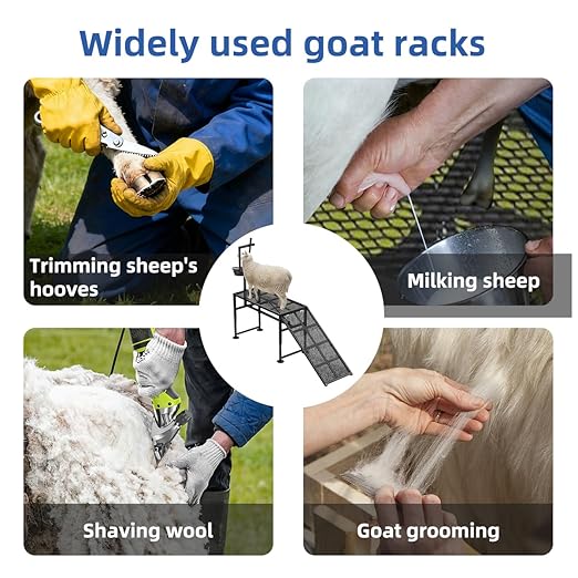 Height Adjustable Metal Goat Milking Stand with a Ramp- 600LBS Livestock Trimming Stand with Feed Bin- Goat Stand Ramp Use for Lambs Goats for Sheep Trimming