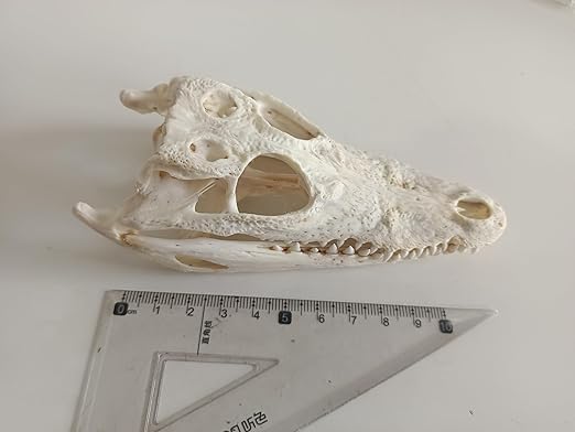 Animal Specimen Real Animal Skull Specimen Taxidermy Cleaned Skull Collection Fox, cat, Mink, Crocodile, Dog, Raccoon, Snake, Rabbit, Goat ，Muskrat，Nutria，Fox's paw (10pcs,4inch Crocodile)