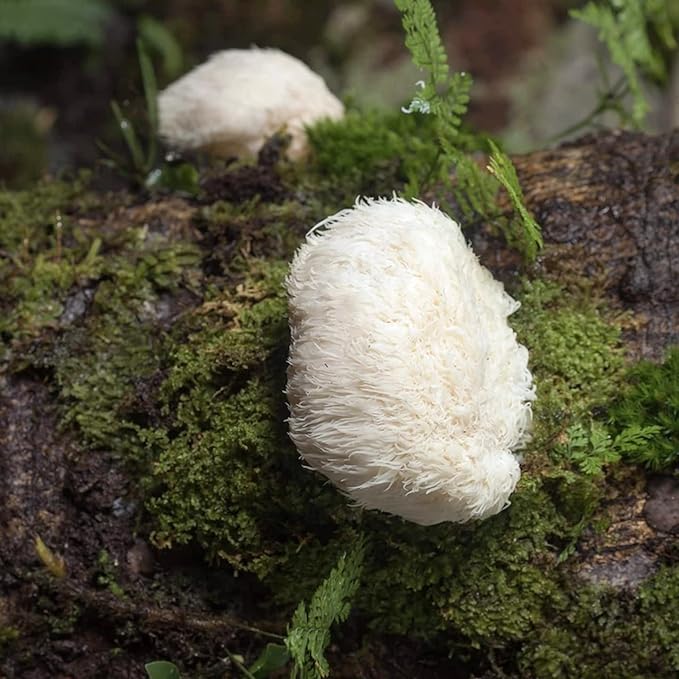 North Spore Lions' Mane Mushroom Plugs for Logs (500 Count) | Premium Quality Mushroom Plug Spawn | Handmade in Maine, USA | Grow Gourmet Mushrooms Outdoors on Logs