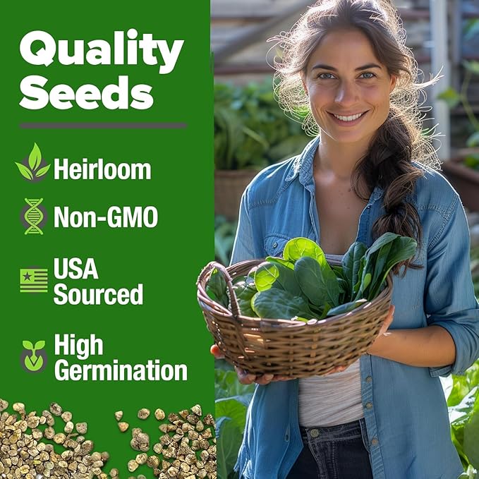 HOME GROWN Bloomsdale Spinach Seeds - 2 Bulk Packs (Spinacia oleracea) – 704 High Germination Heirloom Spinach Seeds for Planting – Leafy Green Lettuce – for Home Gardens