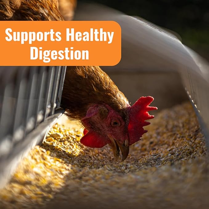 AquaBoost Probiotic + Electrolyte Powder for Chickens – Natural Hydration & Gut Support Supplemnet for Daily Wellness & Egg Production - Safe for All Flocks & Ages - USA (8 oz)