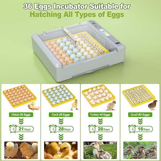 36 Eggs Incubator for Hatching Chicken/Goose/Quail/Duck/Turkey Eggs, 360° View Incubator with Automatic Egg Turning/Humidity Control/Low Humidity Alarm/Adjustable Tray, for Beginner/Farm/Teaching/Home