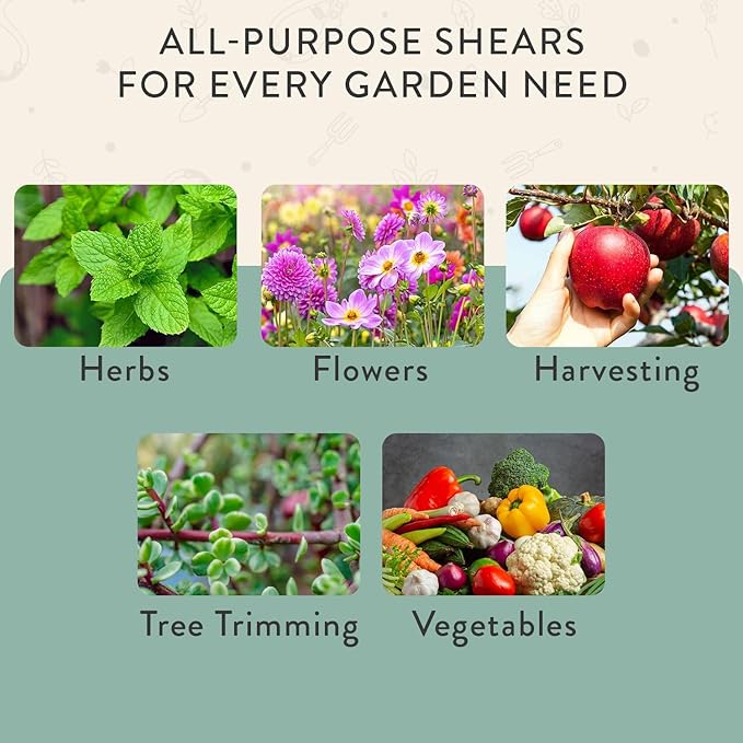 Modern Sprout Pruning Shears, Herb Snipping Scissors, Lightweight Gardening Tools W/Easy Lock, Flower Cutter Garden Shears, Carbon Steel Blade + Reusable Holster (Green, 1-Pack)