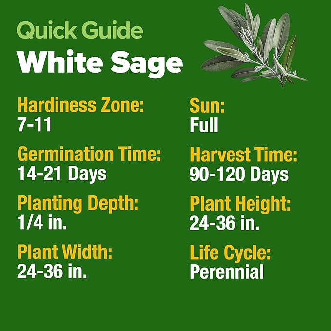 HOME GROWN White Sage Seeds 646 Pack Heirloom Seeds - Grow Aromatic Sage Plants for Your Herb Seeds Garden with Sage for Planting Outdoor or Indoor (Salvia apiana)