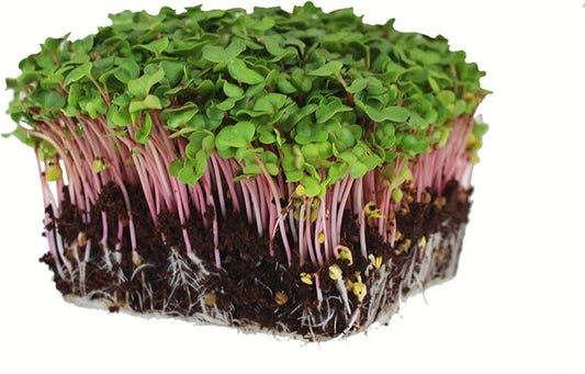 Radish Sprouting & Microgreens Seeds – Red Arrow Variety – 1 LB – Non-GMO, Heirloom – Fast-Growing, Spicy Radish Sprouts & Vibrant Micro Greens for Salads, Sandwiches, Smoothies & Indoor Gardening