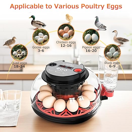 12 Egg Incubators for Hatching Eggs Automatic Egg Incubator with Temperature Control Humidity Control and Display for Chicken Duck Quail Eggs Auto Turner, Black red
