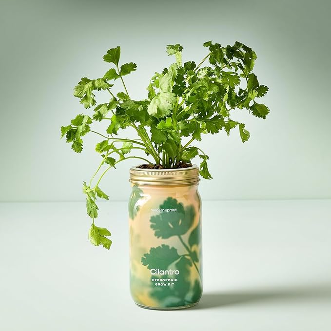 Modern Sprout Mason Garden Jar + Replant Kit - Self-Watering Hydroponics Growing System Kit w/Organic Herb Seeds - Jar Planter for Indoor Herb Garden - Seed Starter - Home Decor Gifting - Cilantro
