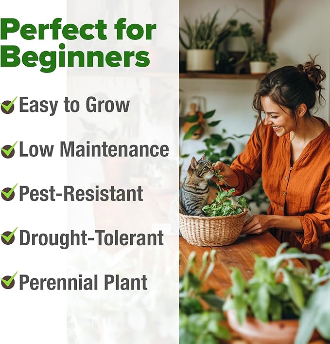 HOME GROWN Catnip Seeds (2 Pack) Heirloom Herb 4232 Seeds - Indoor or Outdoor Seed - High-Germination Cat Nip - Cat Safe Plants (Nepeta cataria)