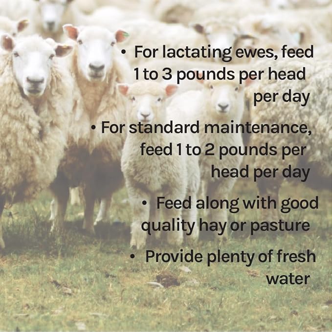 New Country Organics | Sheep Feed for Lactating Ewes and General Maintenance | Soy-Free | 13% Protein | Certified Organic and Non-GMO | 40 lbs Bag