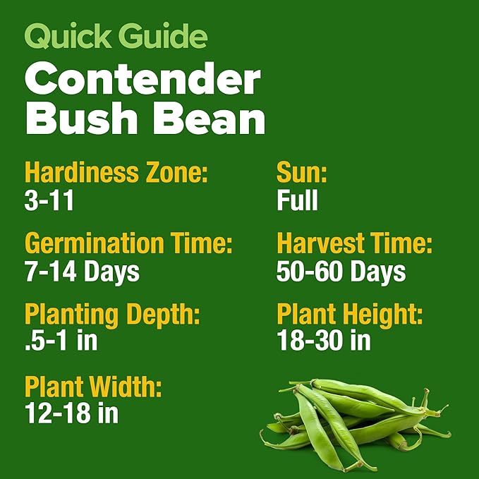 HOME GROWN Contender Bush Seeds - 56 𝗡𝗢𝗡-𝗚𝗠𝗢 𝗨𝗦𝗔-𝗦?𝗨𝗥𝗖𝗘𝗗, Heirloom Green Beans for Planting - Emergency Food Supply (Phaseolus vulgaris)