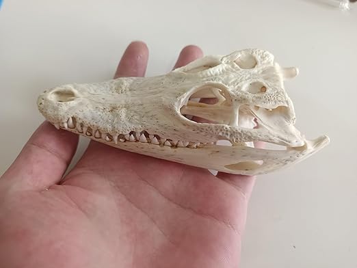 Animal Specimen Real Animal Skull Specimen Taxidermy Cleaned Skull Collection Fox, cat, Mink, Crocodile, Dog, Raccoon, Snake, Rabbit, Goat ，Muskrat，Nutria，Fox's paw (1pcs,4inch Crocodile)