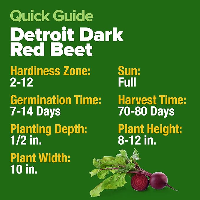 HOME GROWN Detroit Dark Red Beet Seeds 2 Pack(Beta vulgaris) 1000+ Heirloom Seeds with High Germination – Sweet,Nutrient-Rich Beets for Easy Planting in Garden Beds or Containers