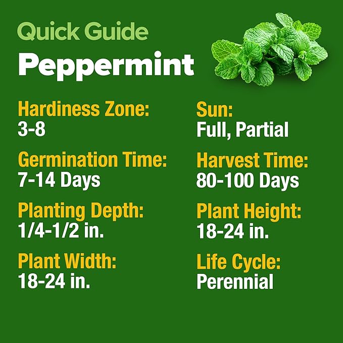HOME GROWN Peppermint Seeds 2 Pack (Mentha × piperita) – 4,740 Heirloom Mint Seeds for Planting – Grow Indoors or Outdoors, Kitchen Herb Garden Favorite