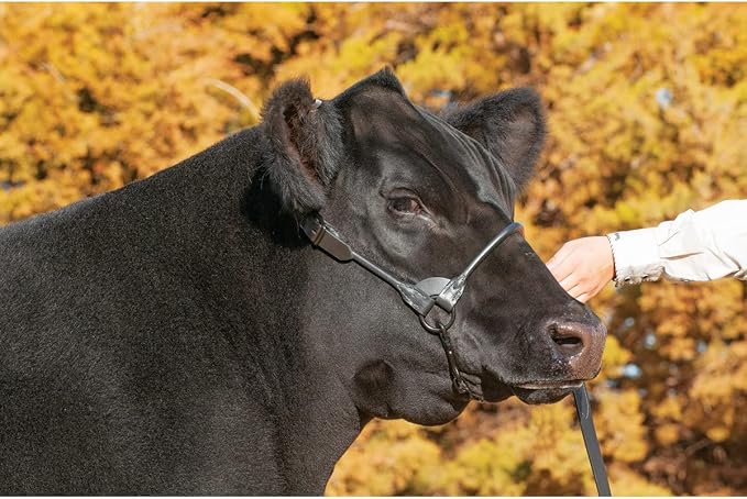 Weaver Livestock Leather Magic Show Cattle Halter, Adjustable, Modern Style Cow Calf Halter, Livestock Handling Equipment for Showing, Black