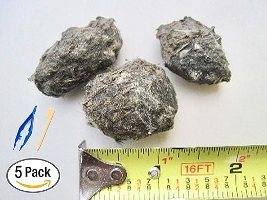 Premium Barn Owl Pellets, Small: 1.25"-1.5" (Pack of 5) - Free Bone ID Chart, 5 Forceps, 5 Paddle Picks, and Teaching Guide Included!