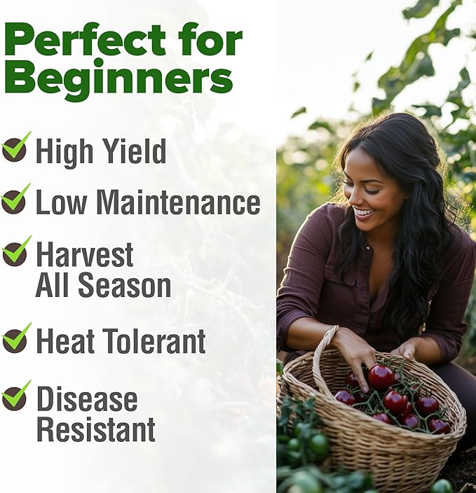 HOME GROWN Cherokee Purple Tomato Seeds 2 Pack (Solanum lycopersicum) - 212 Seeds, Tomato for Planting - Heirloom Vegetable Seeds with High Germination Rate